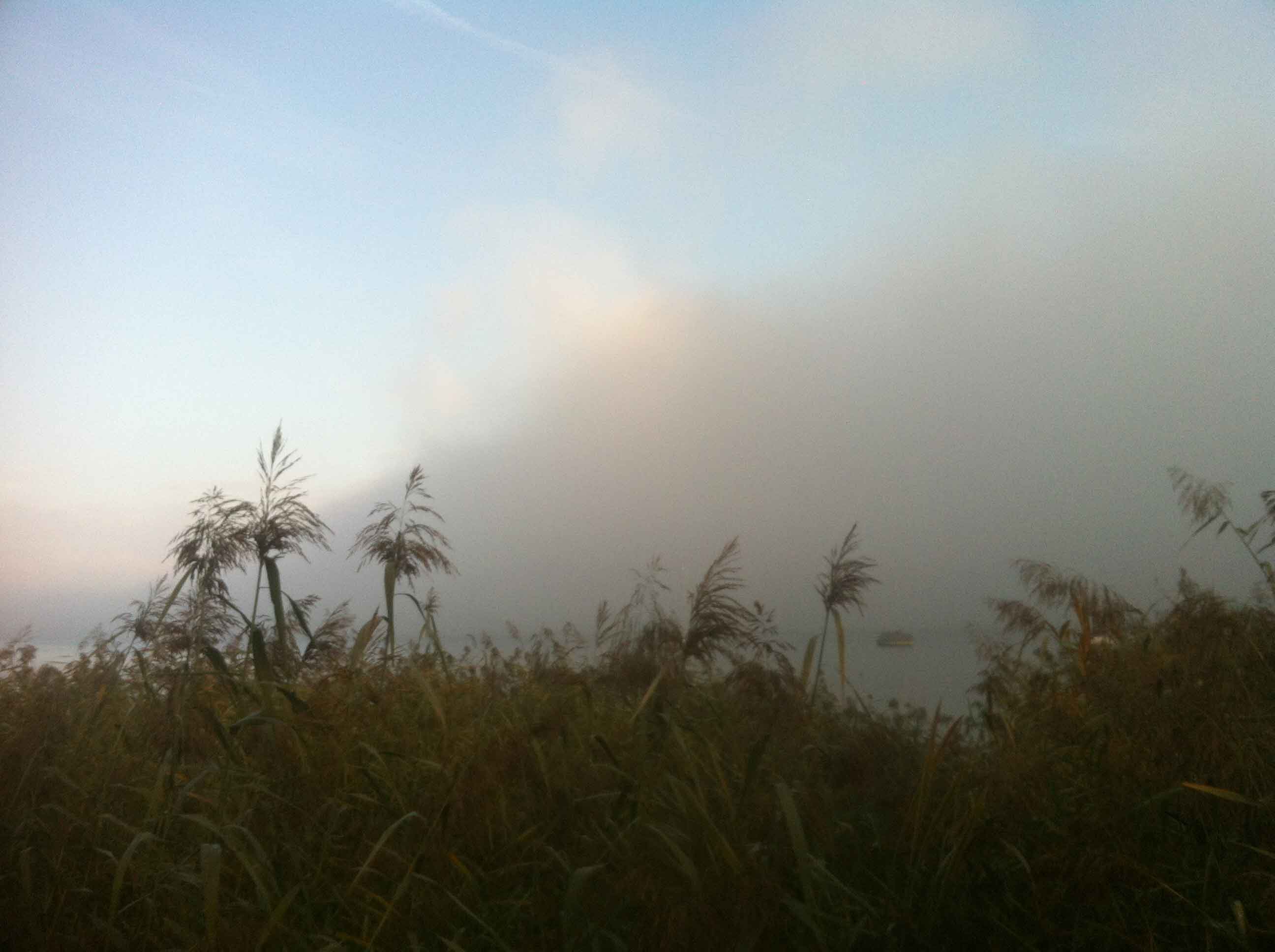 Schilf bei Mannenbach